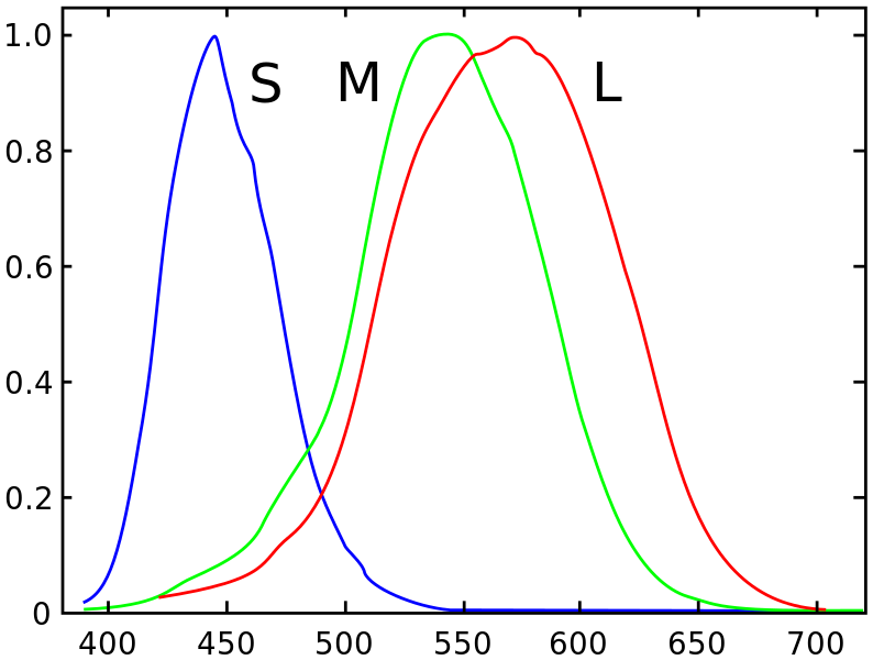 Normalized responsivity spectra for the three types of cone cells. Source: Spectral sensitivity, Wikipedia.